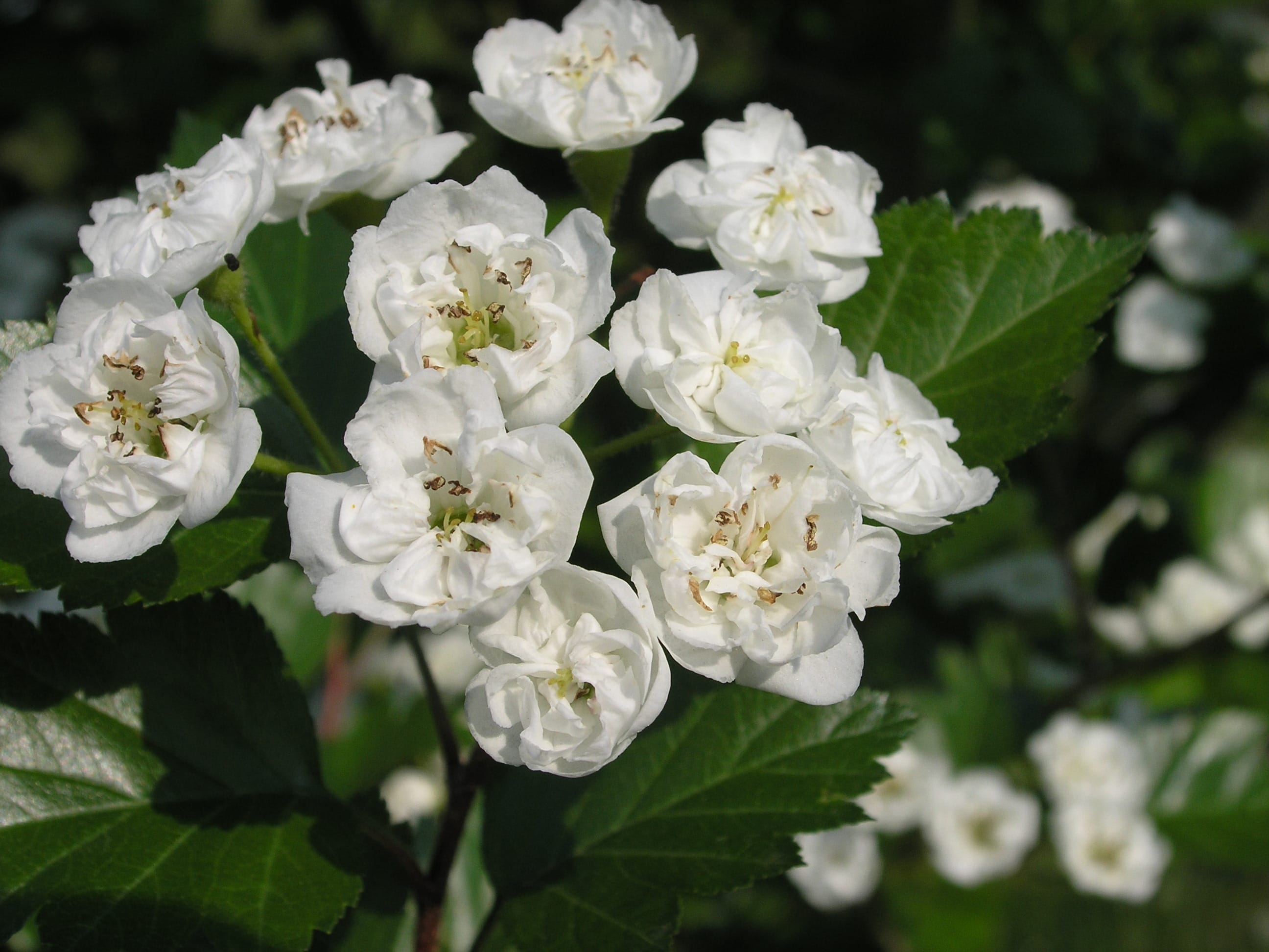 Crataegus crus-galli ‘Inermis’